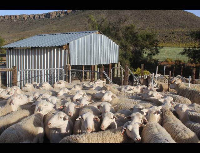 3,107HA FARM FOR SALE IN CALVINIA RURAL